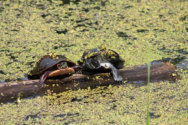 在池塘里的水龟 — 图库照片