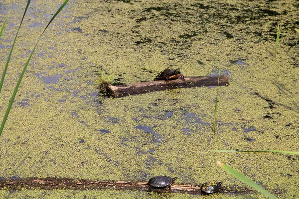 池の水カメ — ストック写真