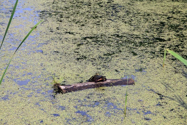 Водяна Черепаха Ставку — стокове фото