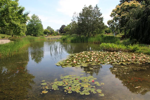 Sommerlandschaft Mit Lotusblüten Teich — Stockfoto