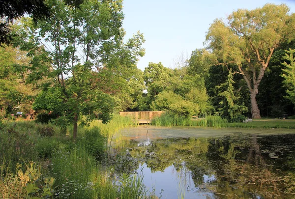 Sommerlandschaft Mit Bäumen Und Teich — Stockfoto