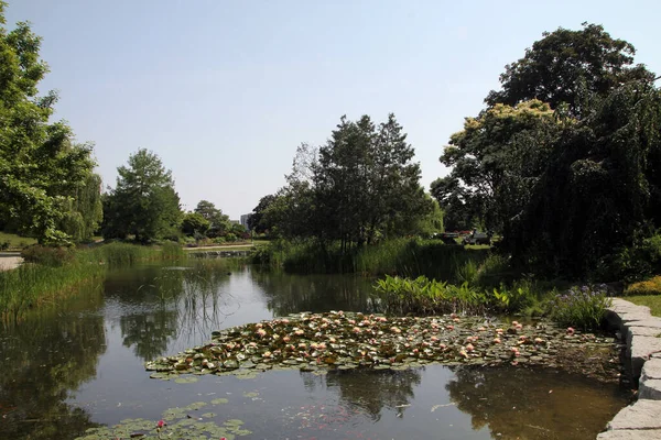 有树木的夏季风景 有开花的池塘 — 图库照片