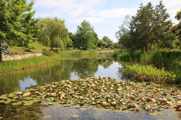 stock image Summer landscape with trees and pond with blooming lotuses