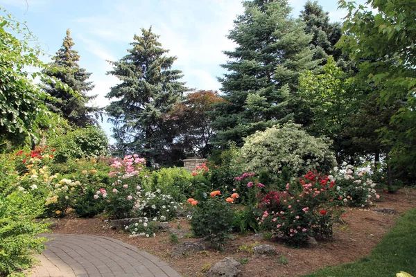 Розовый Сад Парке — стоковое фото