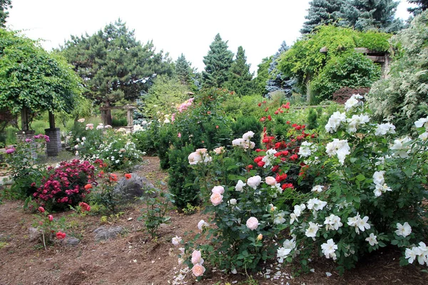 Jardín Rosas Parque — Foto de Stock