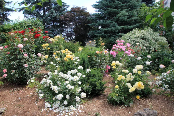 Рожевий Сад Парку — стокове фото
