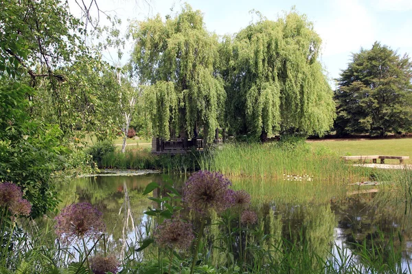 池と木夏の風景 — ストック写真