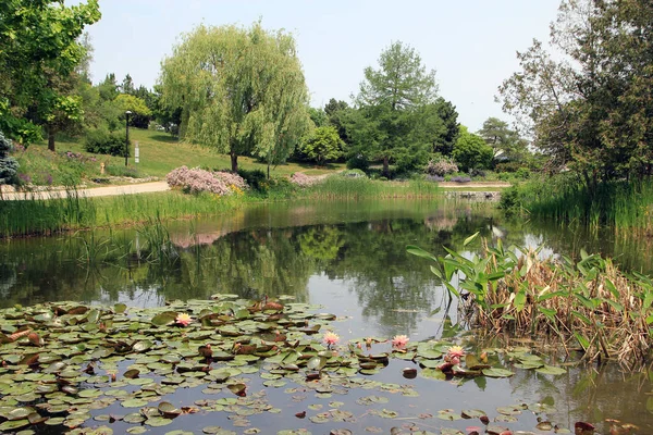 Sommerlandschaft Mit Teich Park — Stockfoto