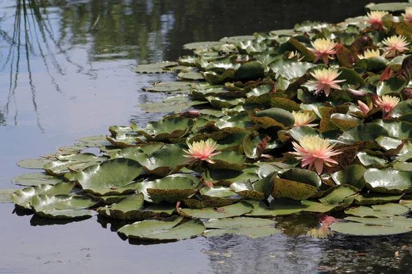 Rosa Lotusblommor Vattenytan — Stockfoto