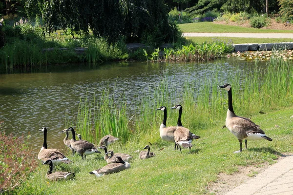 鹅的家庭在池塘的海滩 — 图库照片