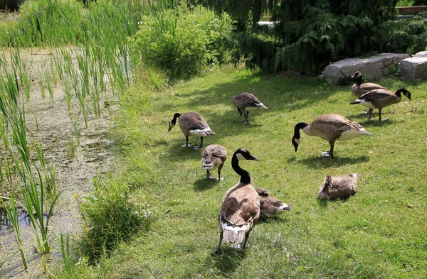 鹅的家庭在池塘的海滩 — 图库照片