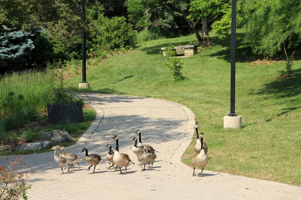 Geese Family Path — 스톡 사진