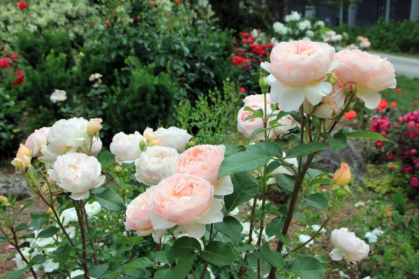 Pink roses in rose garden
