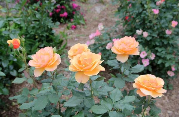 Blühende Rose Rosengarten — Stockfoto