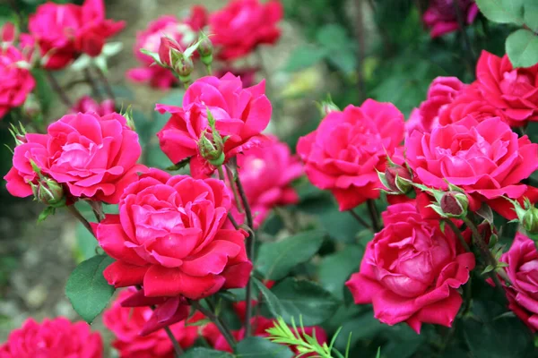 Virágzó Rózsa Rózsakertben Stock Kép