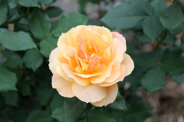Blühende Rose Rosengarten lizenzfreie Stockbilder