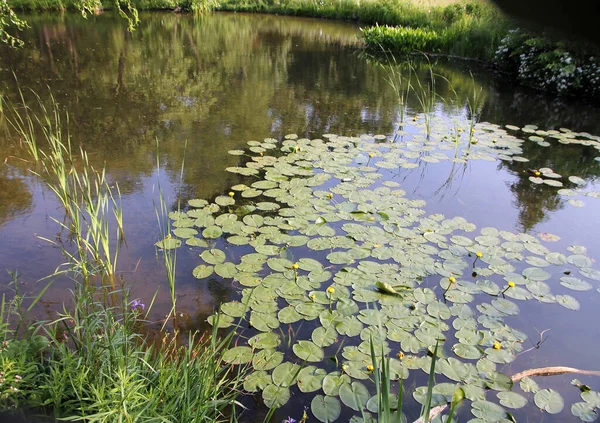 stock image Yellow waterlilies on water surface