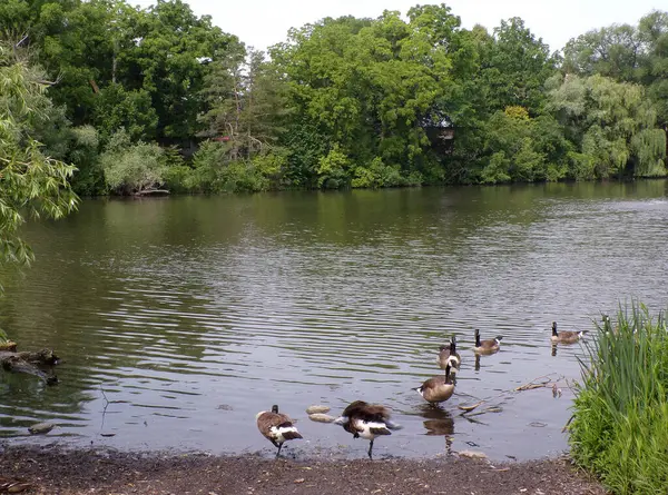 池の水の中のジーズの群れ — ストック写真