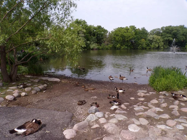 鹅和鸭在池塘的海滩上群居 — 图库照片