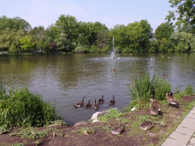 Göl kıyısında kaz sürüsü