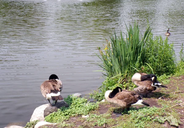 鹅群聚在池塘的海滩上 — 图库照片