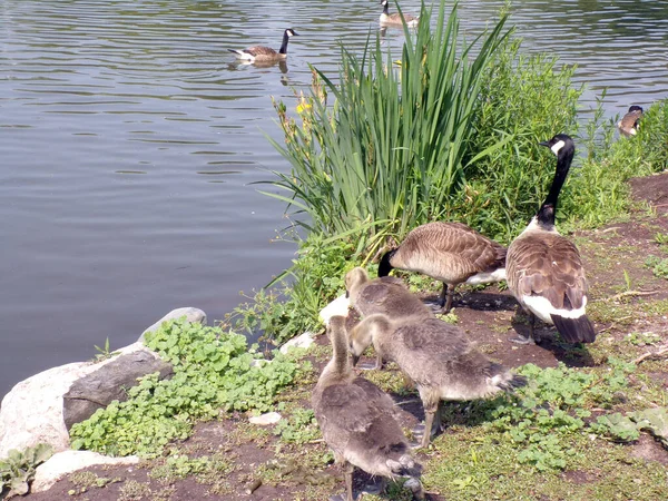 鹅群聚在池塘的海滩上 — 图库照片