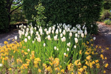 Çiçek tarhında renkli çiçekler