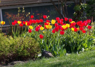 Çiçek tarhında renkli laleler