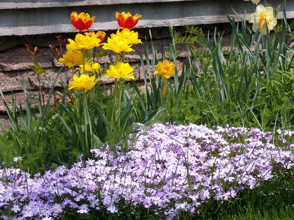 Цветные Тюльпаны Клумбе — стоковое фото