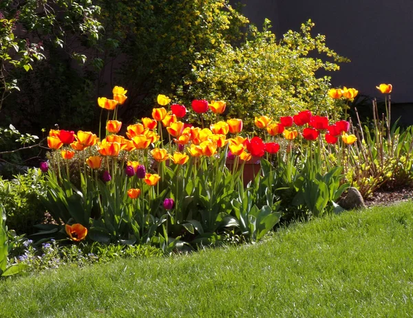 Барвисті Тюльпани Квітковому Ліжку — стокове фото