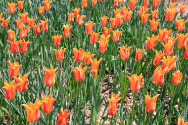 Çiçek arkaplanı olarak renkli laleler