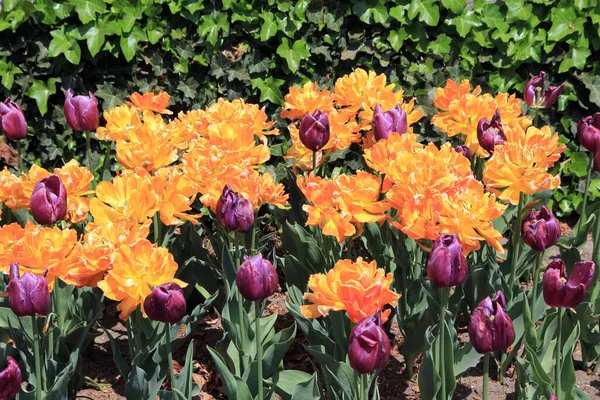 Des Tulipes Colorées Comme Fond Floral — Photo