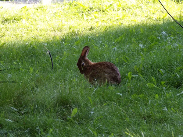 Hare Som Sitter Gräset — Stockfoto