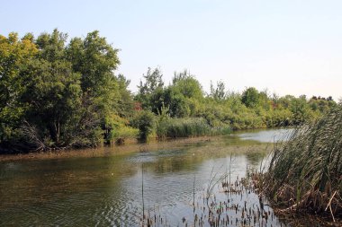Ağaçlı ve göllü yaz manzarası