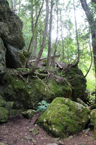 Paisaje Bosque Con Árboles Creciendo Sobre Piedras — Foto de Stock