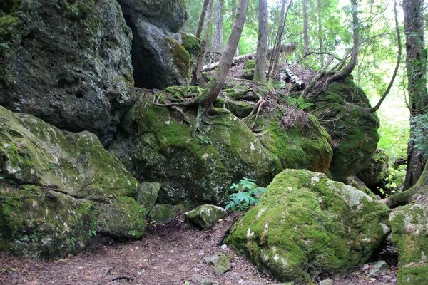 Paisaje Bosque Con Árboles Creciendo Sobre Piedras — Foto de Stock