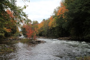 Nehirle birlikte ormanda sonbahar manzarası