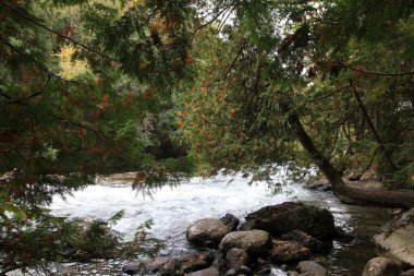 Nehirle birlikte ormanda sonbahar manzarası