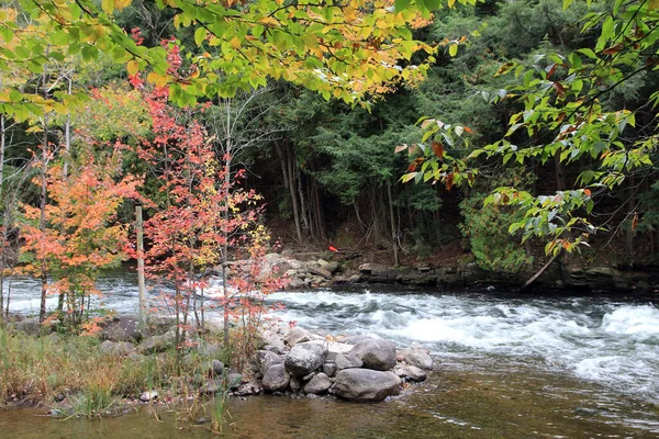 Φθινόπωρο Τοπίο Ποτάμι Στο Δάσος — Φωτογραφία Αρχείου