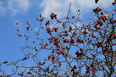 Dallarda doğal bir arka plan olarak pek çok küçük elma var.