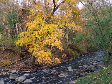 Ağaç ve nehirle sonbahar manzarası