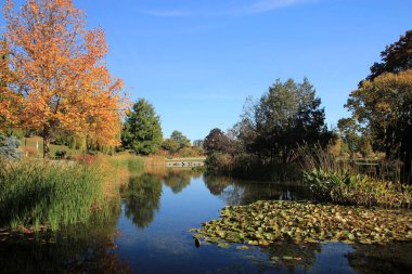 Renkli ağaçlar ve göletlerle sonbahar manzarası