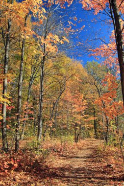 Renkli ağaçlarla sonbahar manzarası