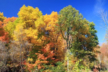 Renkli ağaçlarla sonbahar manzarası
