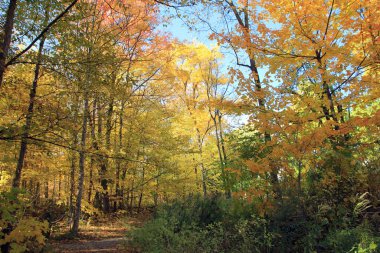 Renkli ağaçlarla sonbahar manzarası
