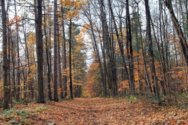 Ormandaki renkli ağaçlarla sonbahar manzarası