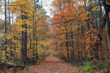 Ormandaki renkli ağaçlarla sonbahar manzarası
