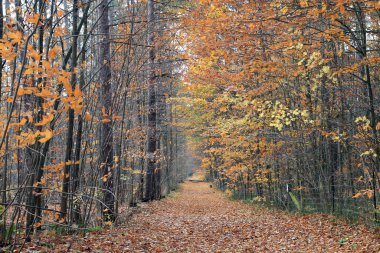 Ormandaki renkli ağaçlarla sonbahar manzarası