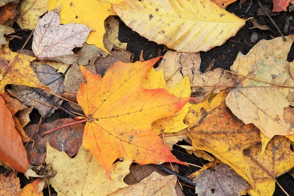 Akçaağaç yaprakları çiçek arkaplanı olarak kullanılıyor