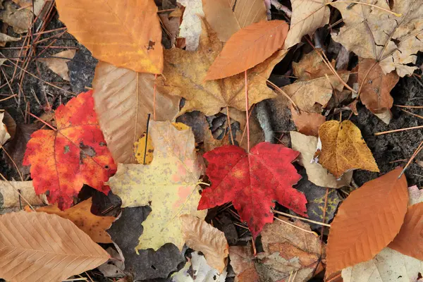 Akçaağaç yaprakları çiçek arkaplanı olarak kullanılıyor